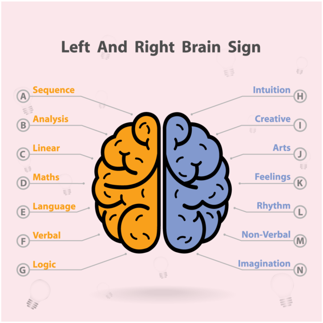 右脳と左脳ってなにが違うの？