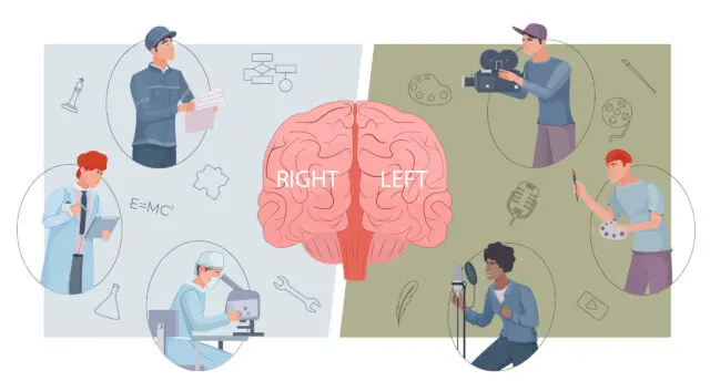 右脳と左脳の違いとは？